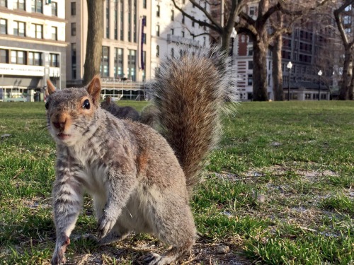 kingcheddarxvii:Good news everyone I met a squirrel today. This is of critical importance