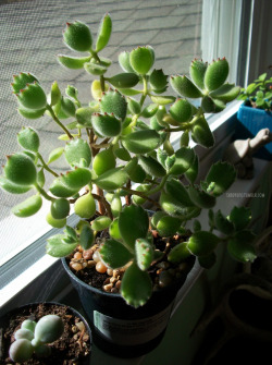 shadyufo:  Cute little Bear Claw/Paw succulent.