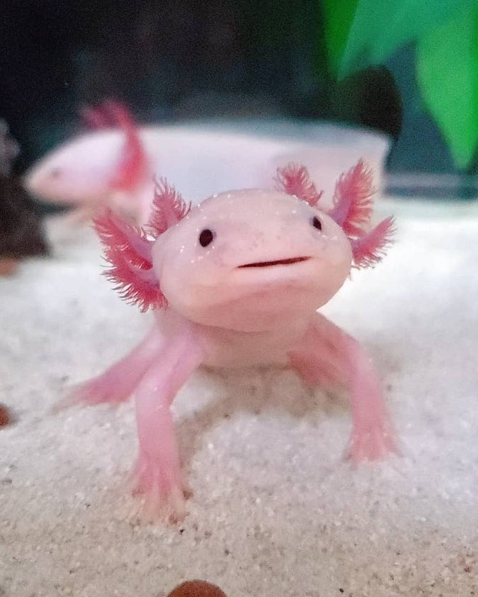 axolotl keeping | Tumblr