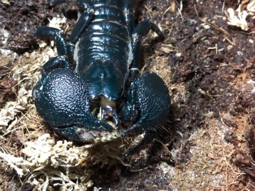 A few pictures capturing how a scorpion eats. A lot of people don’t realize they have two ‘arms’ tha