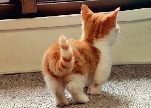 colorful-moonlight:  Munchkin cats the cute, stumpy bastards   I NEED ONE IN ORDER TO LIVE