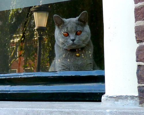 Utrecht Window Cat (by d_vdm)