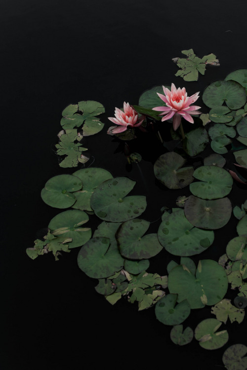 floralls:Water Lilies  by Rebecca Dale