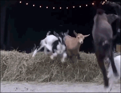 throwinthegoat:Extreme Goat