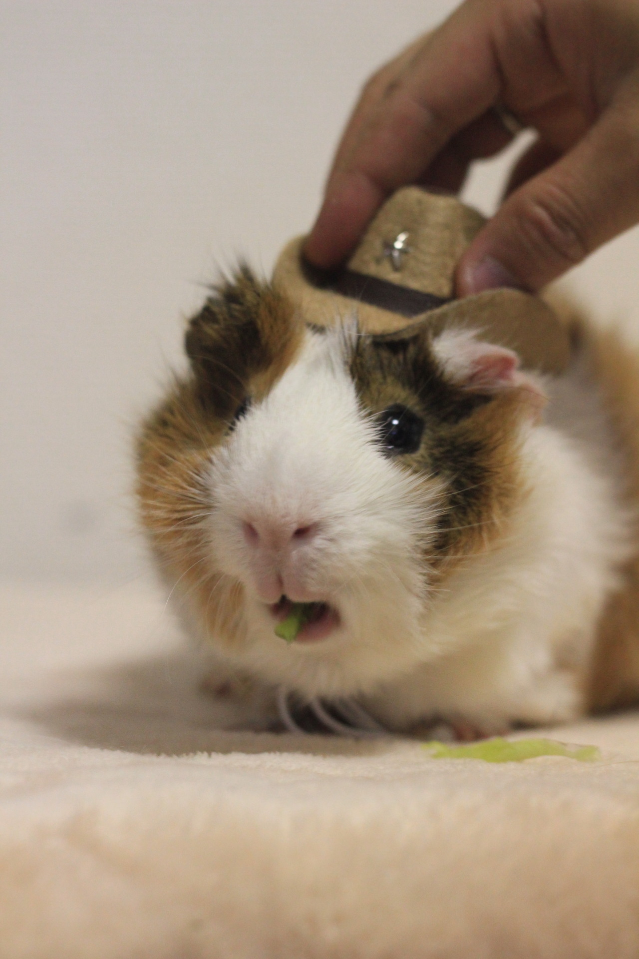 hamster cowboy hat