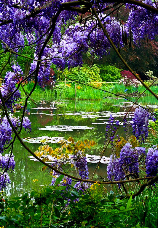 coiour-my-world: Wisteria overlooking pond in Monet’s Garden, Giverny, France.