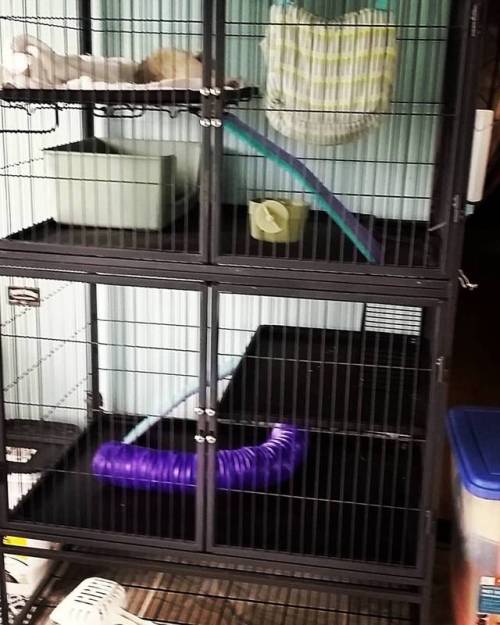 Clean ferret condo!!!! May last about 5 minutes! #ferrerts #condo #clean #lanabear&amp;mrmeeko #