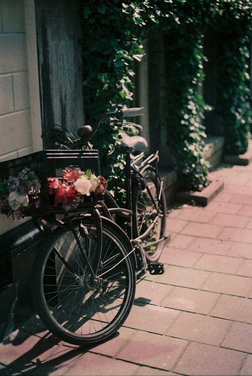 floristeria:  ☁
