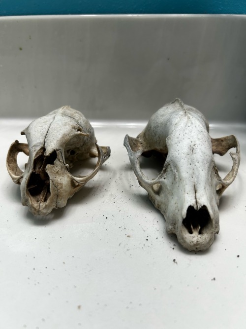 A Little Showcase Of My Current Animal Skulls I Own! Its A Cat, Raccoon And A Pigeon!