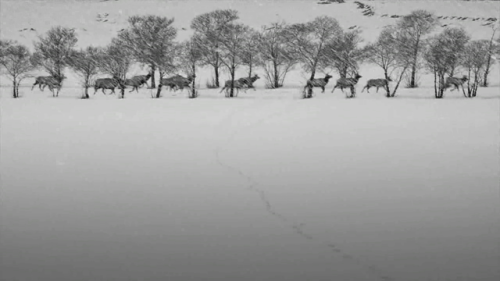 24 Frames, 2017, Abbas Kiarostami#1