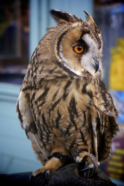 owlsday:  Long Eared Owl by Socialbedia on
