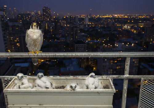 boredpanda: Birds Taking Care Of Their Babies