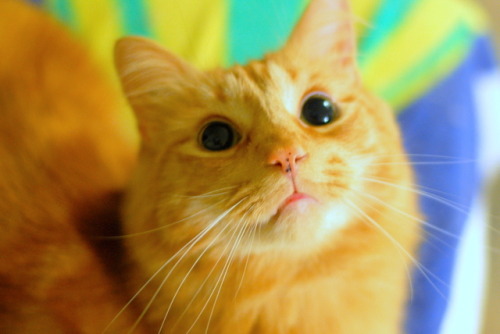 pabuthefirecat:Pabby-Cat Eyes…Harder to resist than puppy-dog eyes…