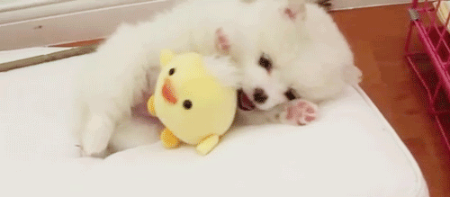 babyanimalposts:  Click for the cutest posts imaginable! 