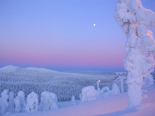 Snowy Forests & Pink Hues