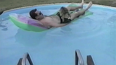 onlylolgifs:  Cats Having A Way Worse Day Than You 