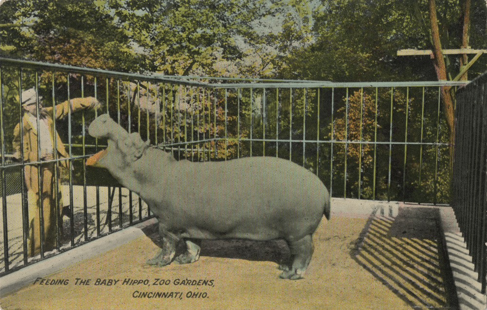 Cyclones Cincinnati Hippos - Cincinnati Zoo & Botanical Garden®