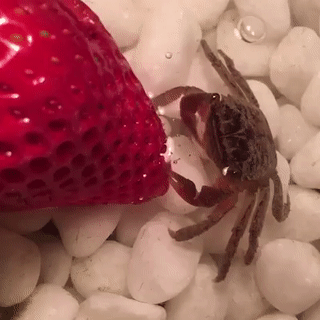 Sex sixpenceee:Here’s a tiny crab eating a pictures