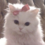 dolly-xoxo