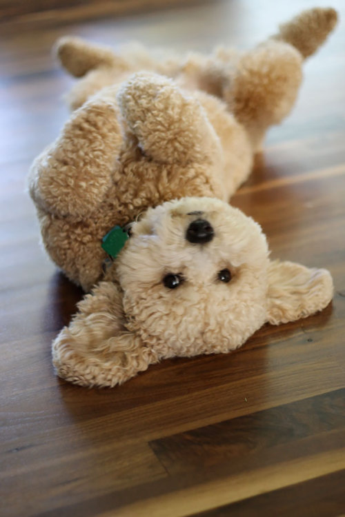 missredaholic:  dreamonsters:  beben-eleben:  Chubby Puppies That Look Like Teddy Bears  im crying  