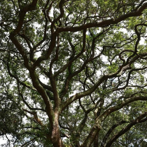 New Orleans, Louisiana . . . #neworleans #louisiana #tree #trees #design #naturephotography #nature 