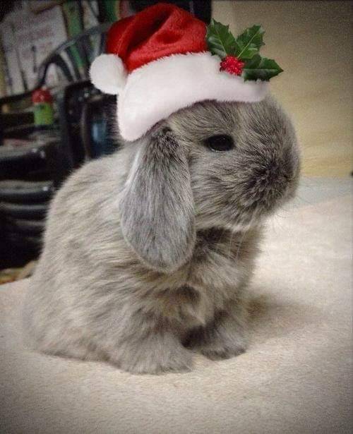 Happy Holidays to all my bunblrs! -batb