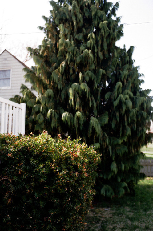 Morning LightLeica M4-P // Kodak Gold 200May 2018