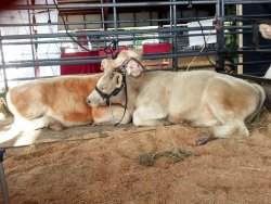 weallheartonedirection:  Cow friends at the Virginia State Fair