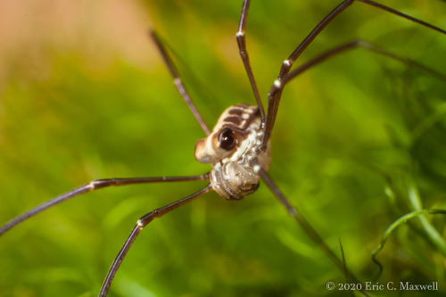 onenicebugperday:Harvestman, Caddo agilis, OpilionesFound primarily in the northeastern United State