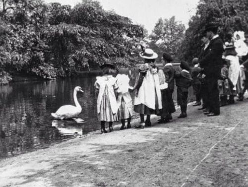 Feeding the swans in Victoria Park (c.1890), Hackney, London.