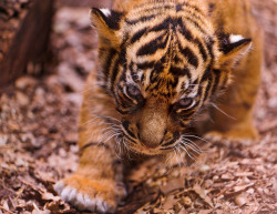 theanimaleffect:  Approcahing and menacing cub by Tambako the Jaguar on Flickr.