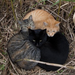 okirakuoki: それぞれの枕。  #cat #ねこhttps://www.instagram.com/p/BpTDQO4HYMx/?utm_source=ig_tumblr_share&amp;igshid=e7sv6w3t1zfk 