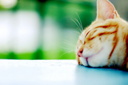 maako:  On a beautiful sunny day, leave me alone!! I am sleeping comfortably. Zzz.. Zzz… by ღMayuღ on Flickr. 