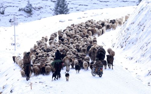 Herdsmen transfer sheep to winter pastures at Wenquan County in Bortala Mongol Autonomous Prefecture