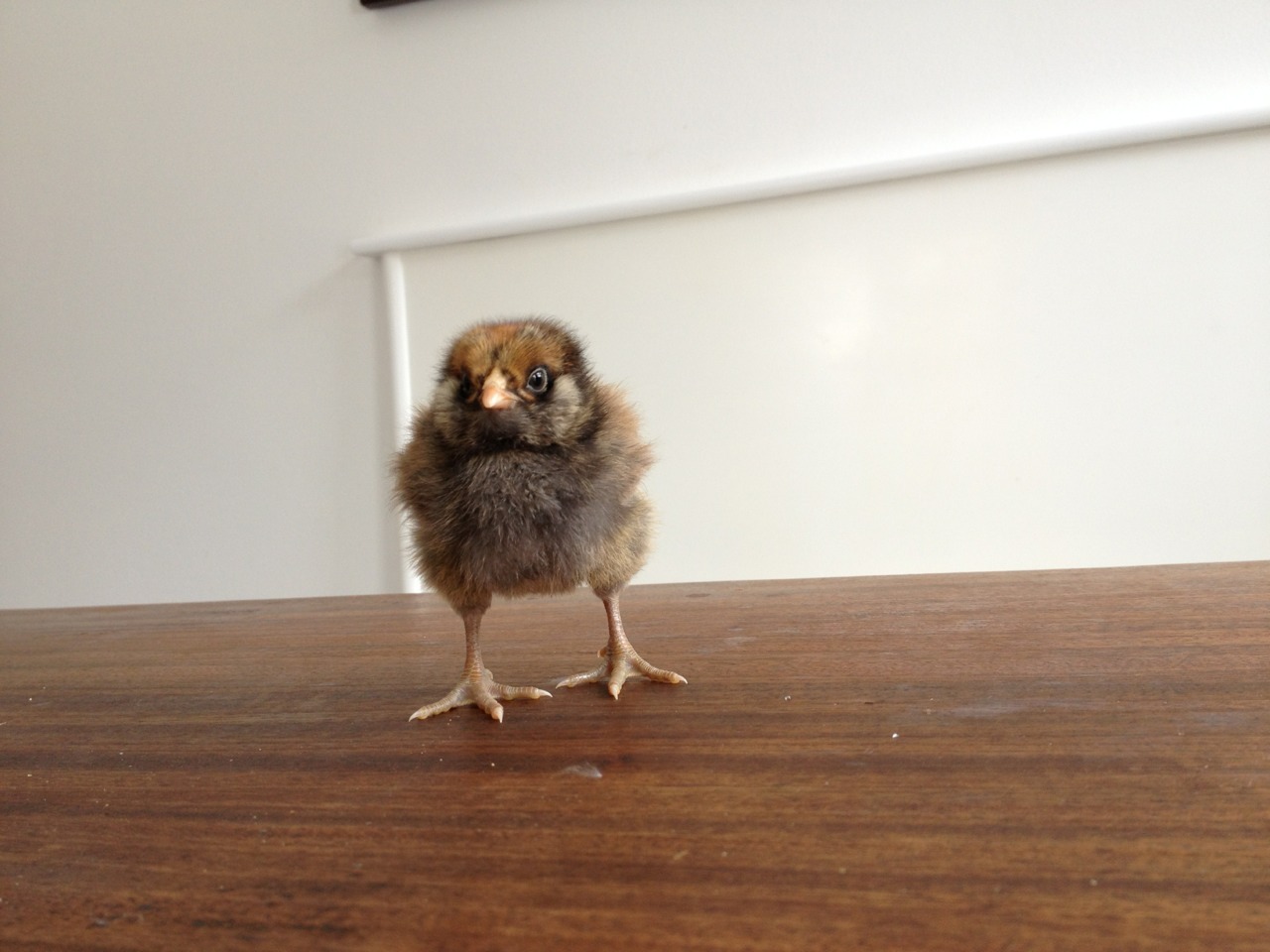 newtowngarden:  Just some morning cuteness. Enjoy. 