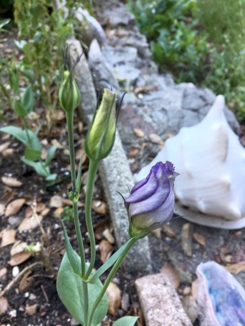 This week in the garden: lisianthus, roses, and a kitty drinking from the garden hose.