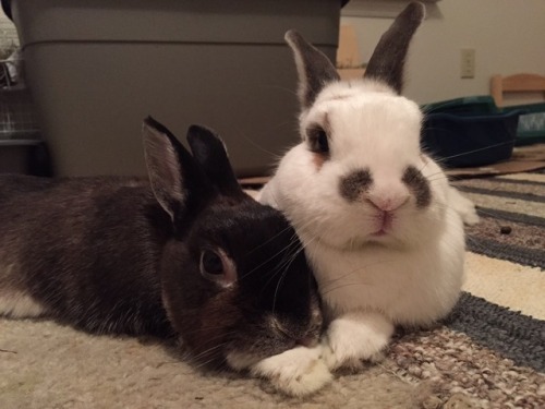 nuggetbuns: We didn’t know each other when we were residents at our local House Rabbit Society, but 