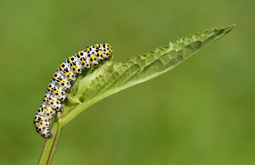 Mullein Moth larva (Cucullia verbasci) by Bob Eade Via Flickr: Friston Forest, East Sussex. Feeding 
