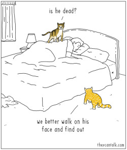 theycantalk:  concerned cats. They Can Talk is on Facebook ! 