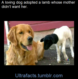krawdad:  ultrafacts:  Stormy the lamb might not have had much of a chance in life – she was rejected by her mother right after birth. (Mother was beating her) [x]  One-year-old golden retriever Tammy fell in love with Stormy and “adopted” her.