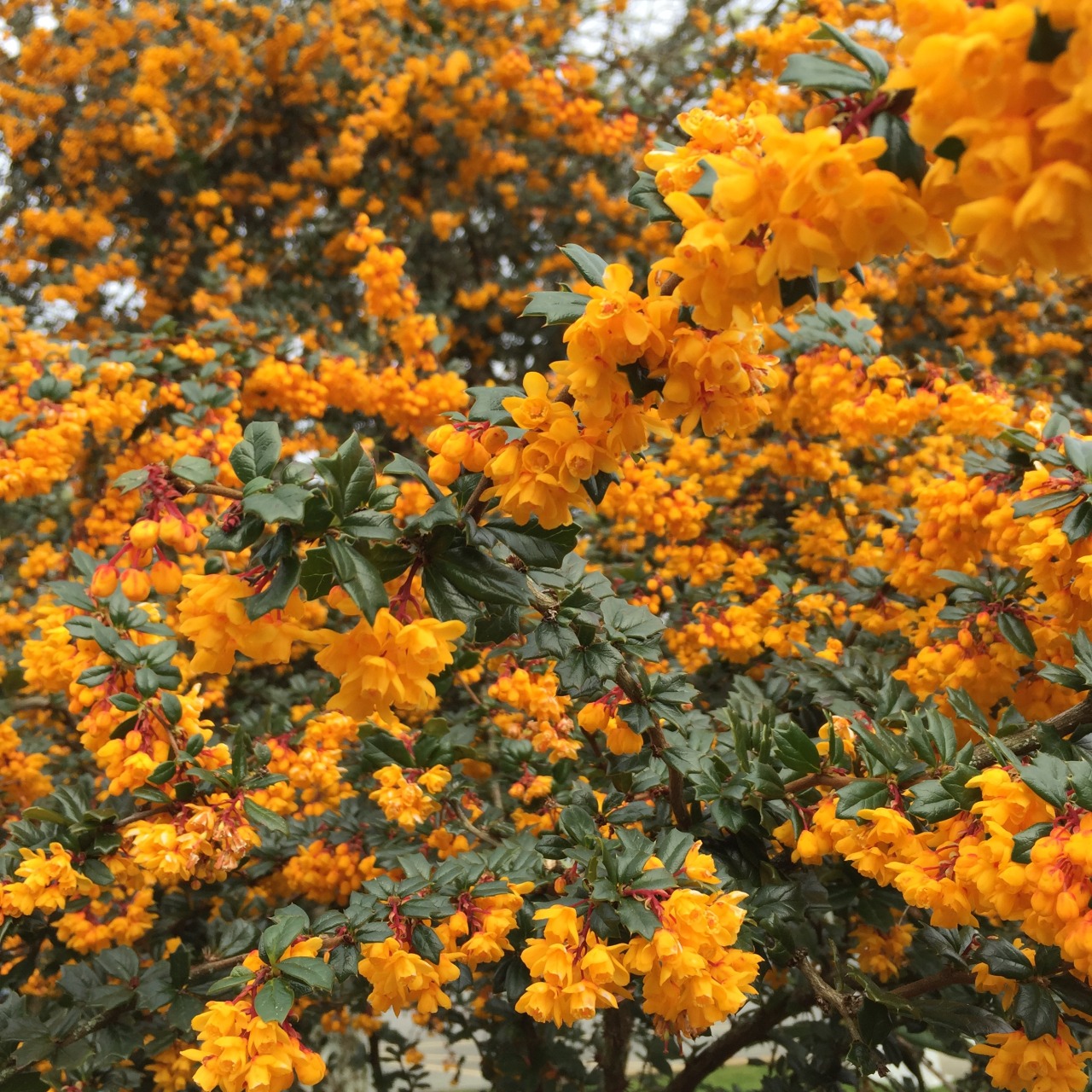 mouzeron:  Could someone identity this plant please?