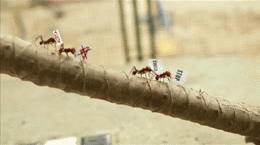 karenhurley:  Advertising Agency: Giovanni Draftfcb BrazilNo CGI, these are all real ants willing to protest the use of Baygon Watch the full video here . 