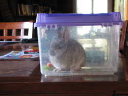 cassbones:  ecstatic-motion:  My cat brought us a present today.  I have never seen a rabbit SO angry.  ****He was set free 10 minutes after being caught, photographed, and driven to a nearby field :)  “Fuckin cat thinks I’m a fuckin chew toy. Fuckin