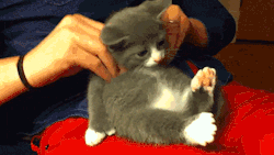 that cat is getting a massage…the