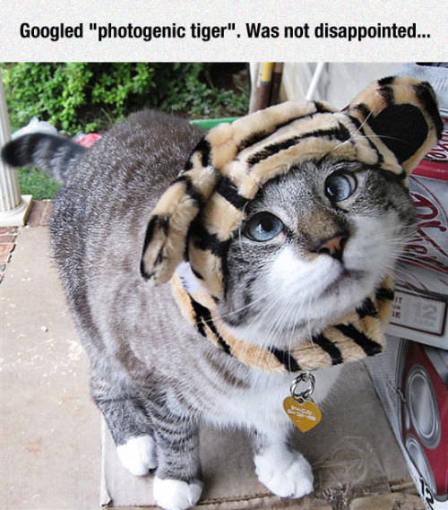 Porn photo srsfunny:  Photogenic Tiger
