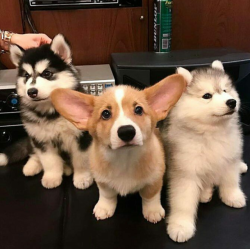 awwww-cute:  When the squad shows up looking