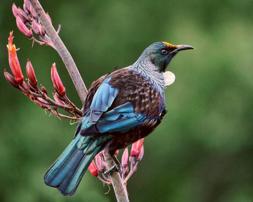 libutron:Tui - Prosthemadera novaeseelandiaeEndemic to New Zealand, the commonly named Tui,Prosthema