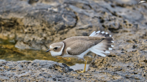 RInged Plover - Borrelho-grande-de-coleira (Charadrius hiaticula)Oeiras/Portugal (8/09/2021)[Nikon D