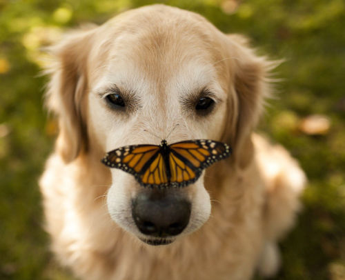 awesome-picz: Animals With Butterflies Look Like Disney In Real Life