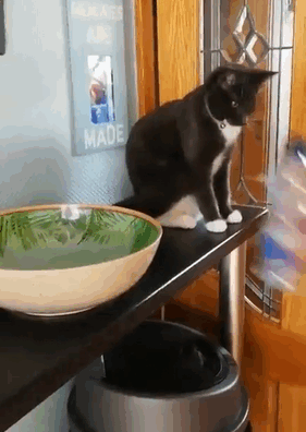 pr1nceshawn:  Cats Certainly Know How To Keep Things Interesting.